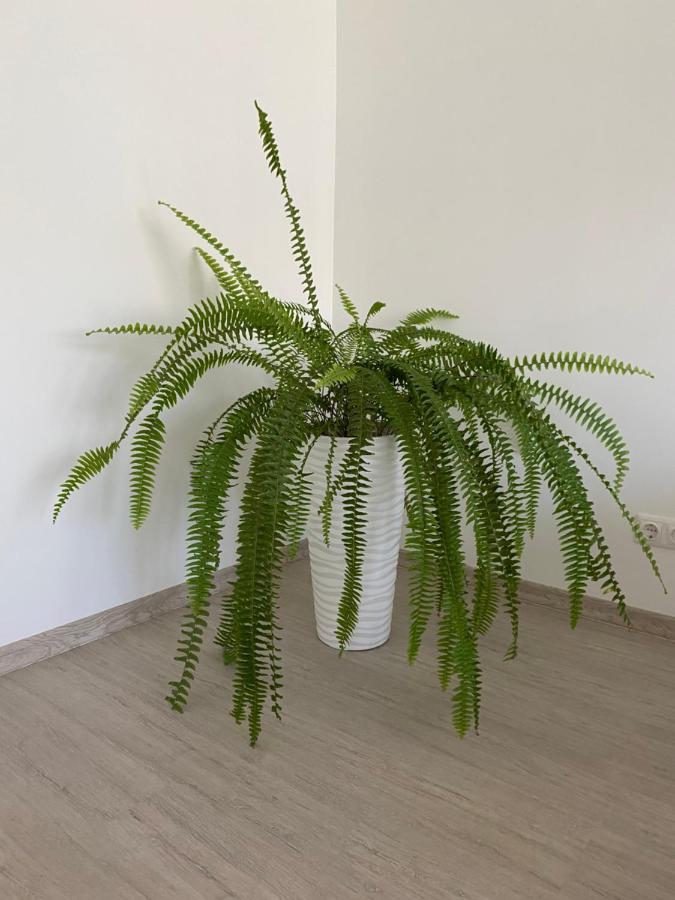 Centra Apartamenti Alūksne المظهر الخارجي الصورة